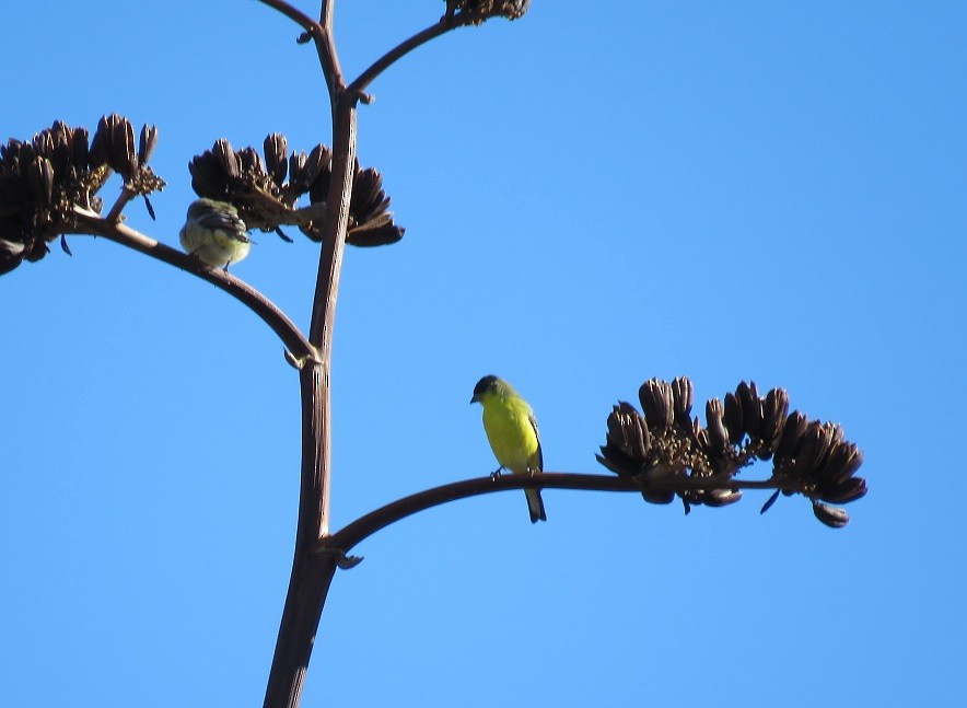 Lesser Goldfinch - ML39272651