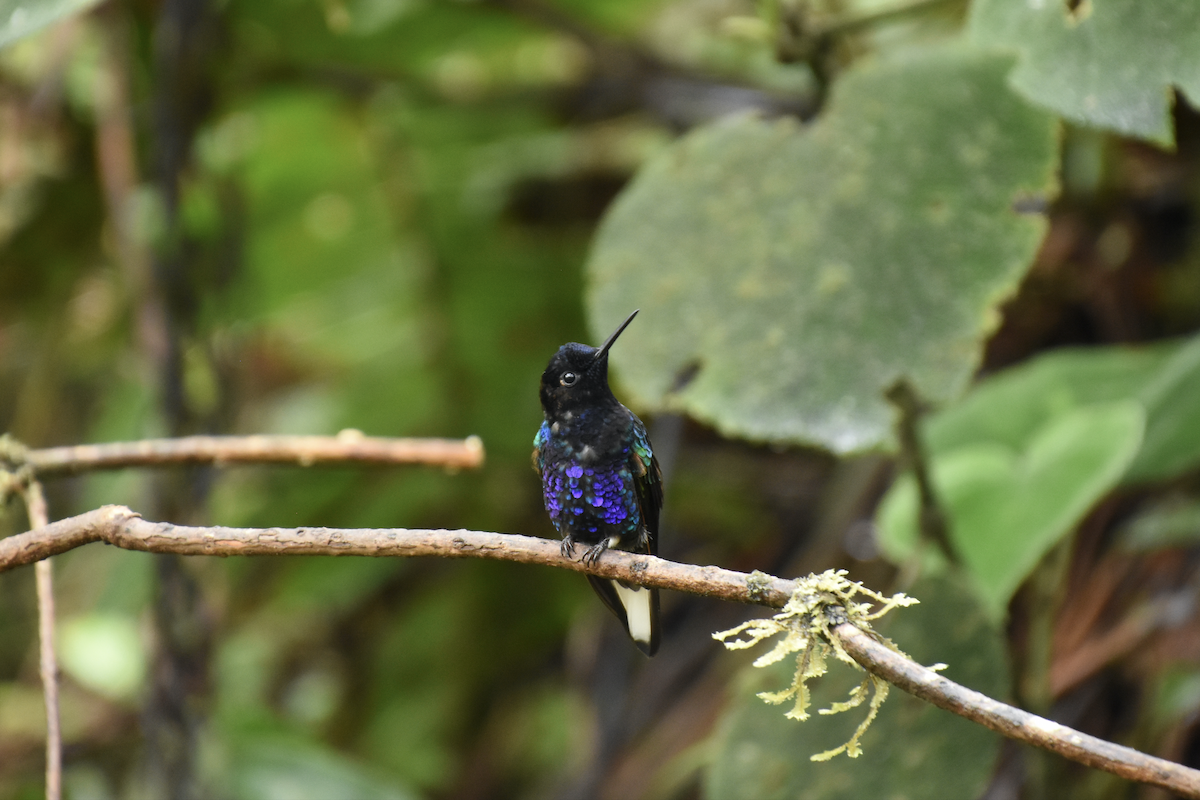 kolibřík hyacintový - ML392726851
