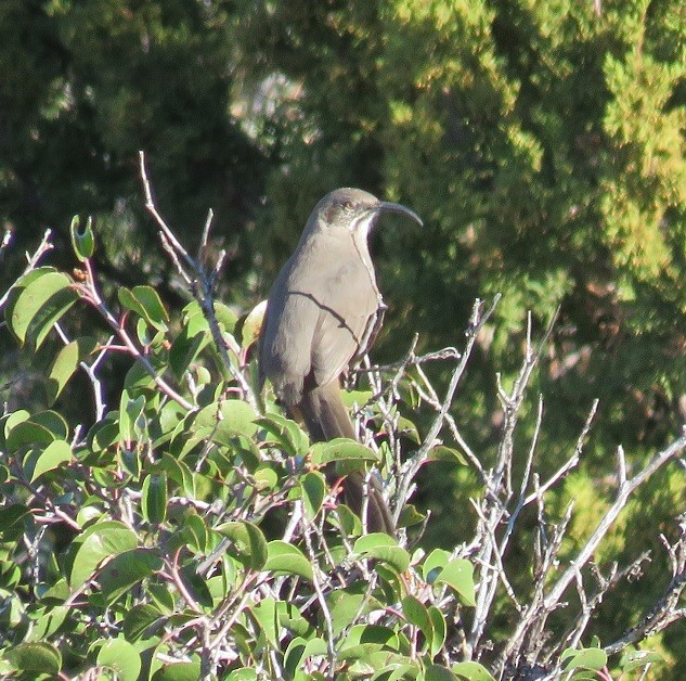 Crissal Thrasher - ML39272781