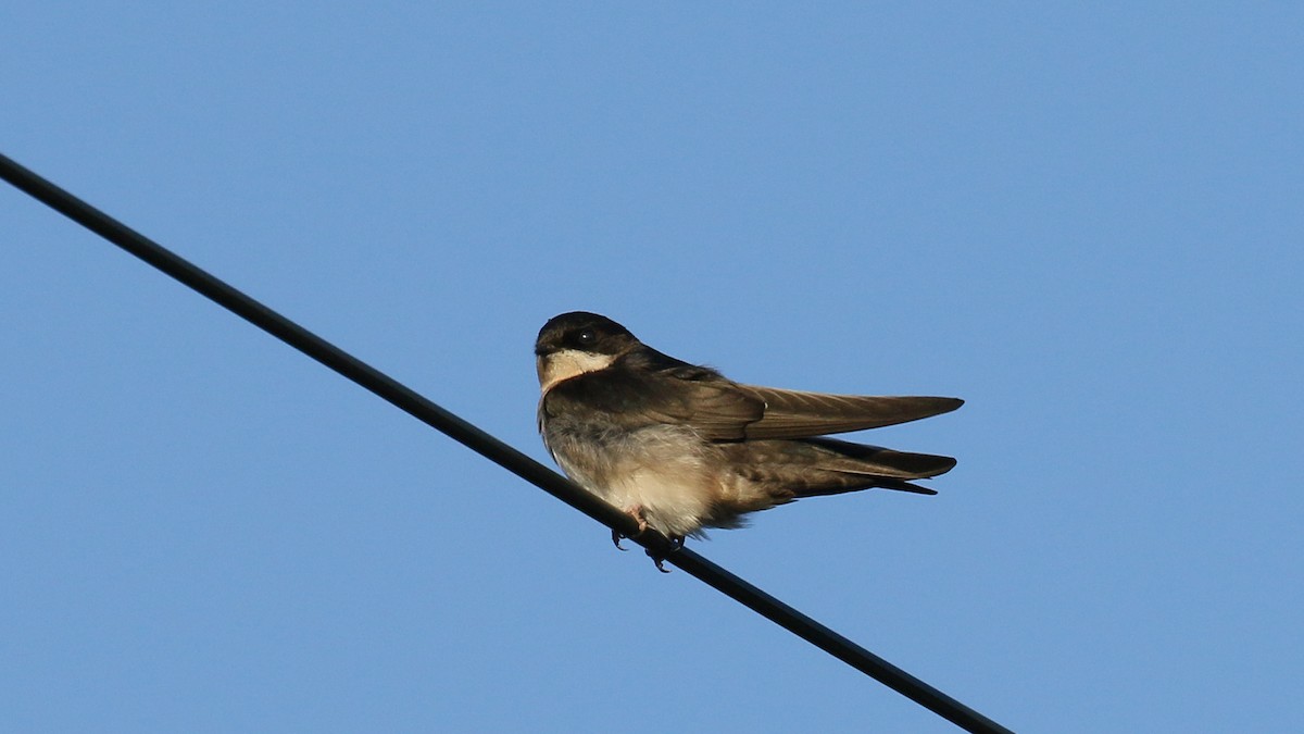 Blue-and-white Swallow - ML392729571