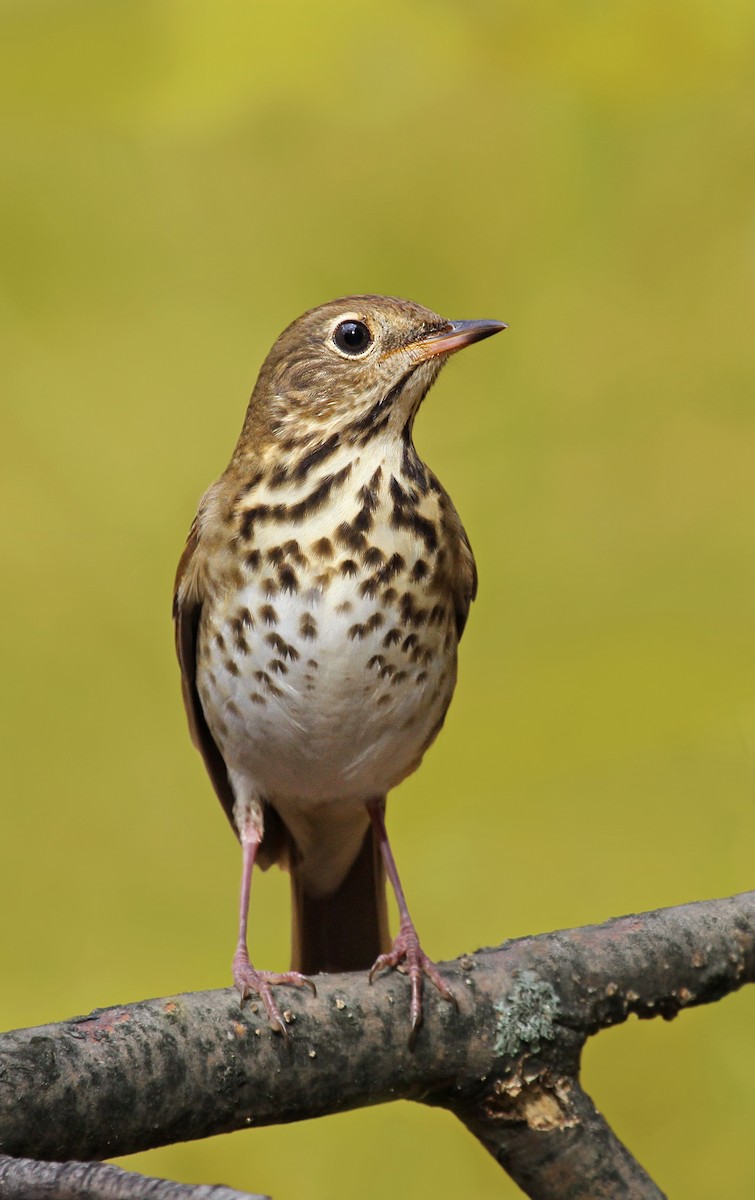 Hermit Thrush - ML39273211