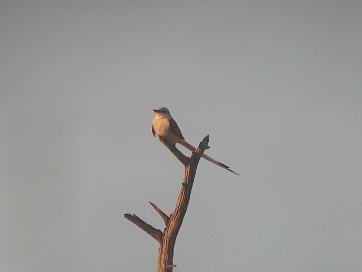 Scissor-tailed Flycatcher - ML392732171