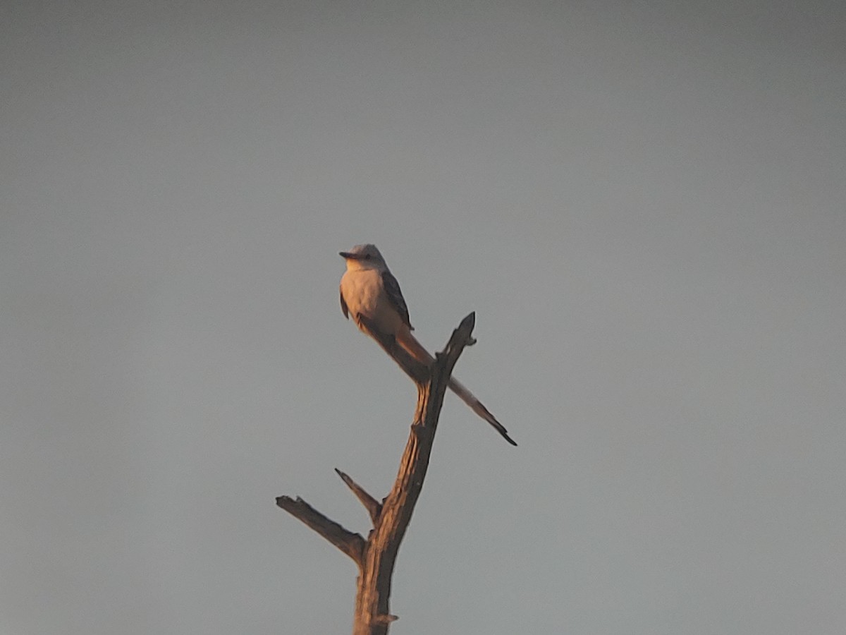 Scissor-tailed Flycatcher - ML392732321