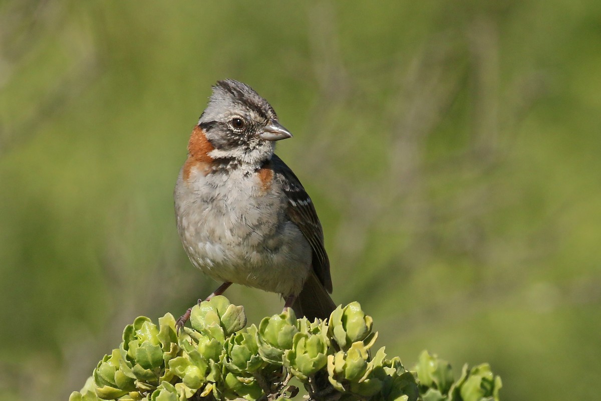 Rufous-collared Sparrow - ML392735141