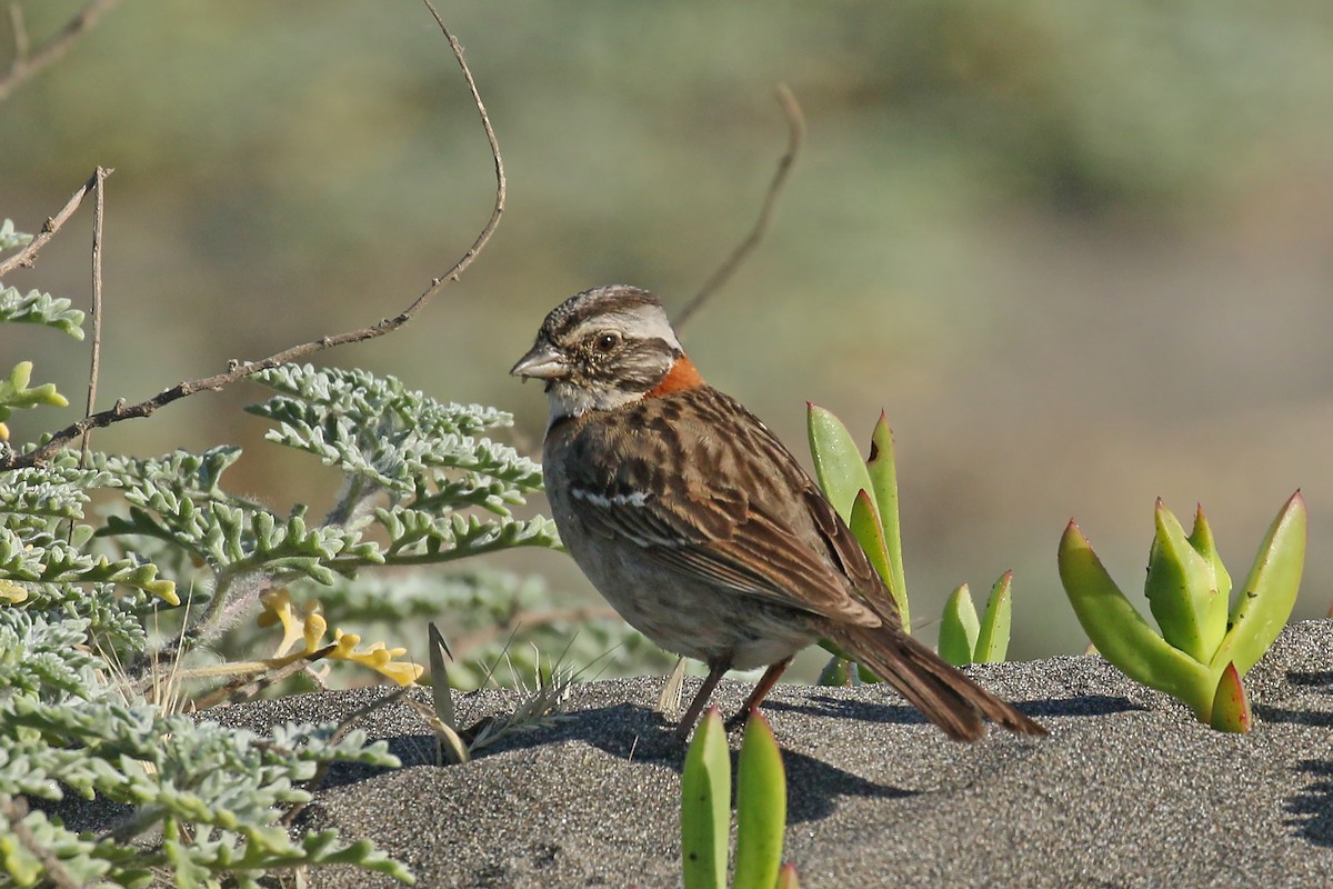 Rufous-collared Sparrow - ML392735151
