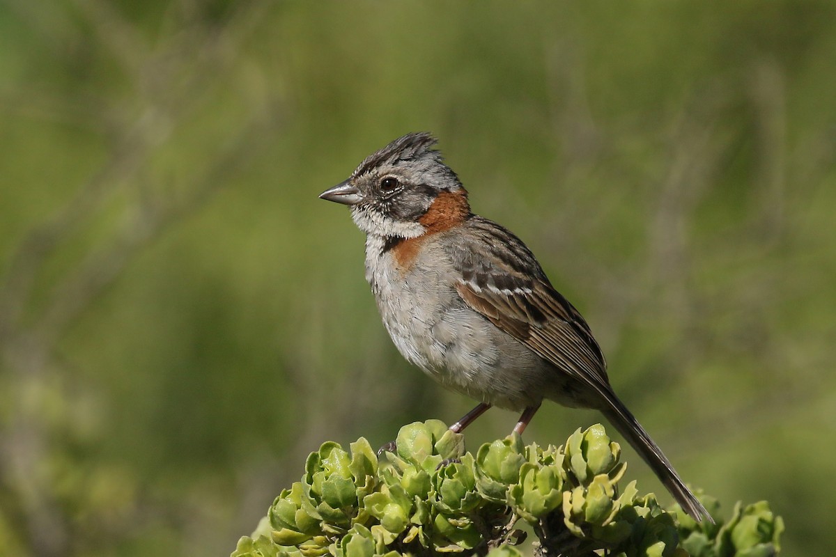 Rufous-collared Sparrow - ML392735171