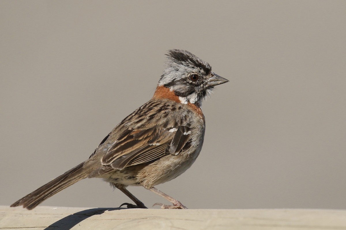 Rufous-collared Sparrow - ML392735181