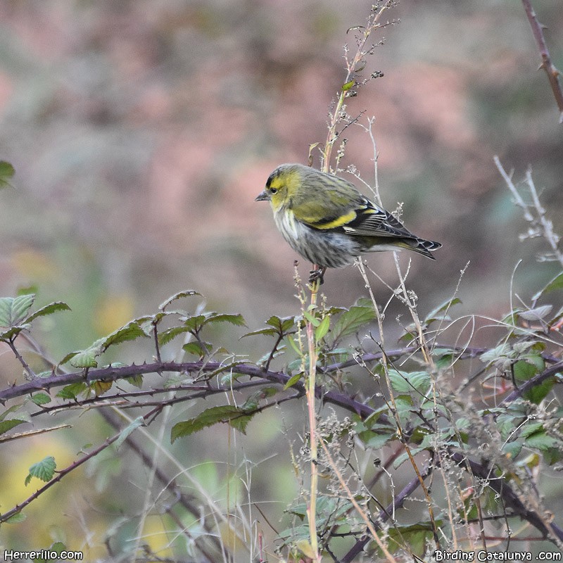 Eurasian Siskin - ML392737201