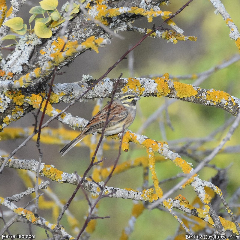 Cirl Bunting - ML392737251