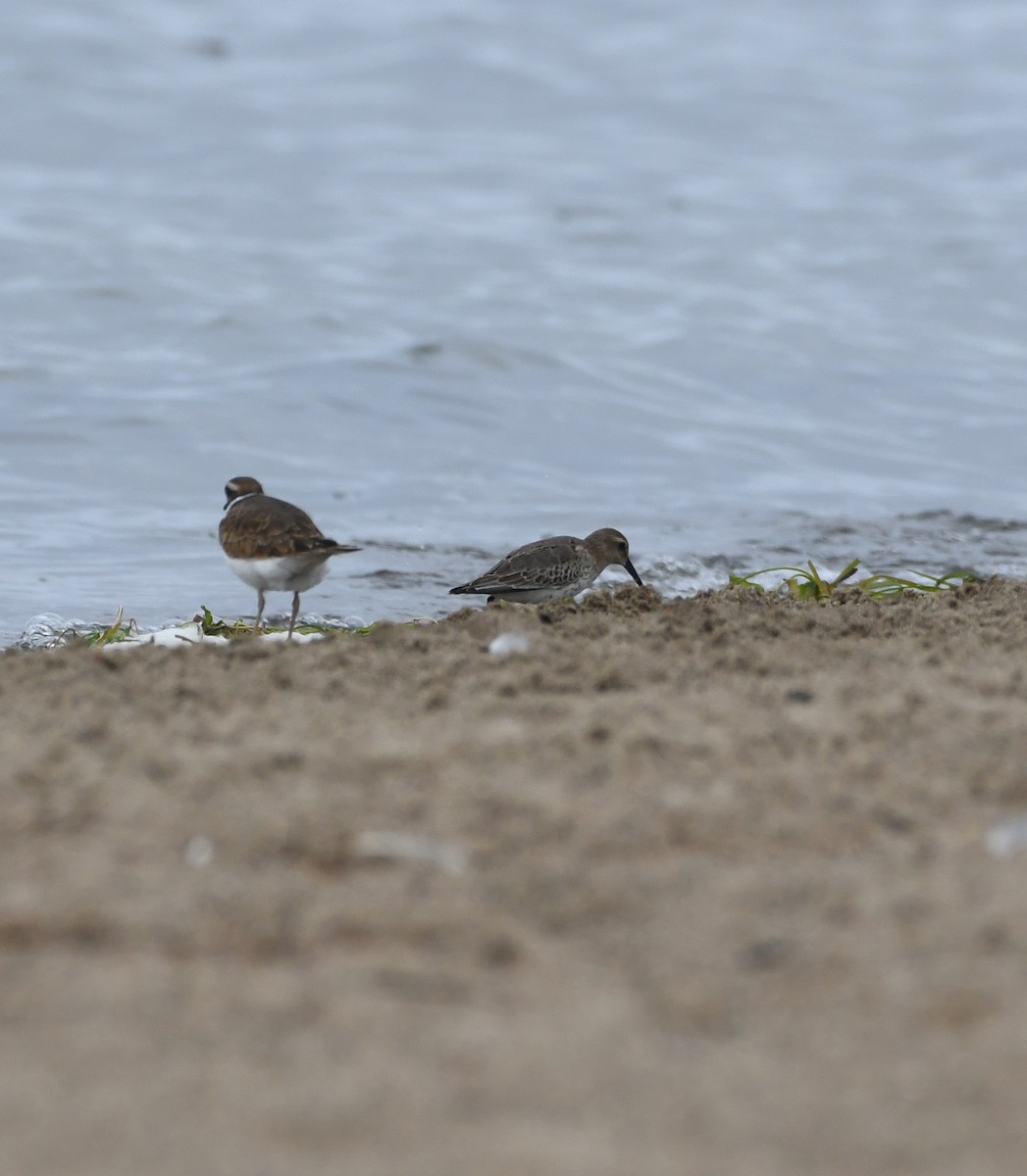 Dunlin - ML392737841