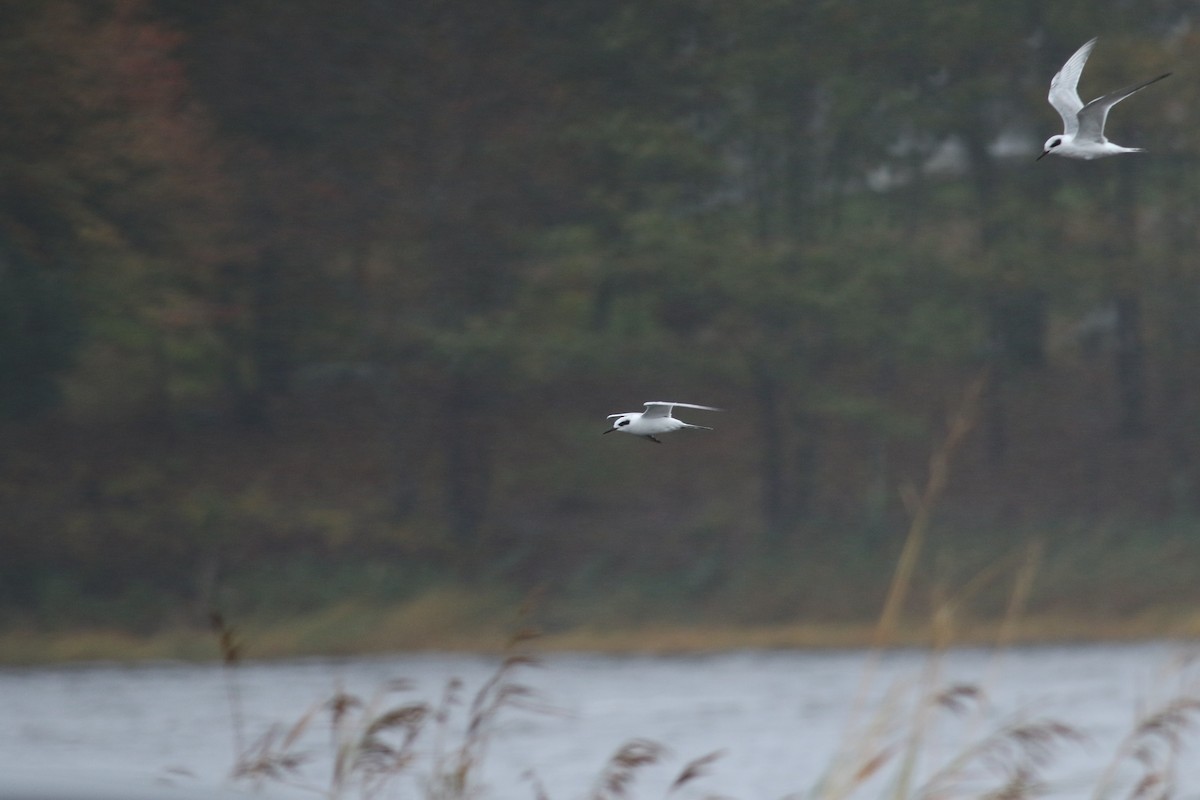 Forster's Tern - ML392738141