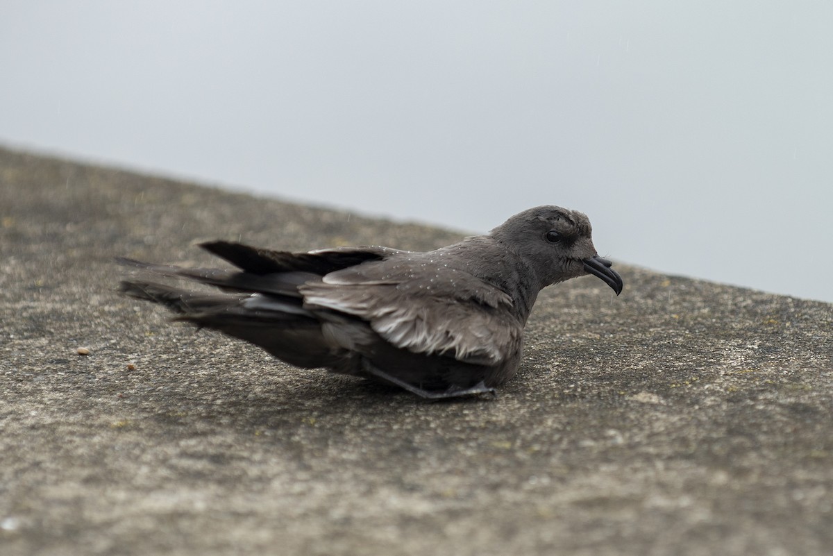 Северная качурка - ML392739881