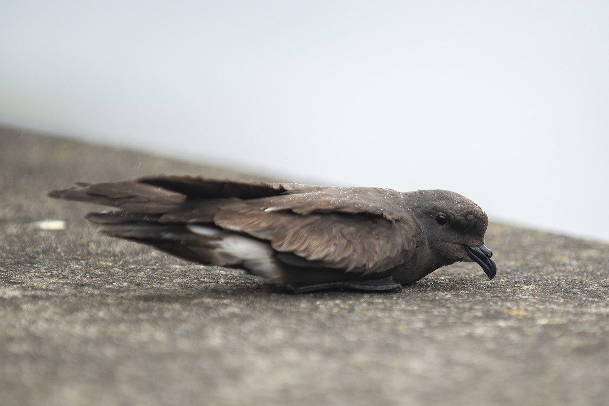 Мадейрская качурка - ML392739981