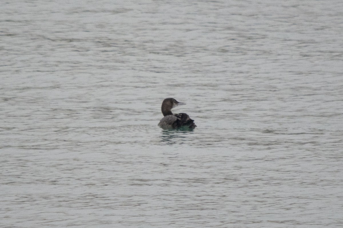 Черноклювая гагара - ML392740111