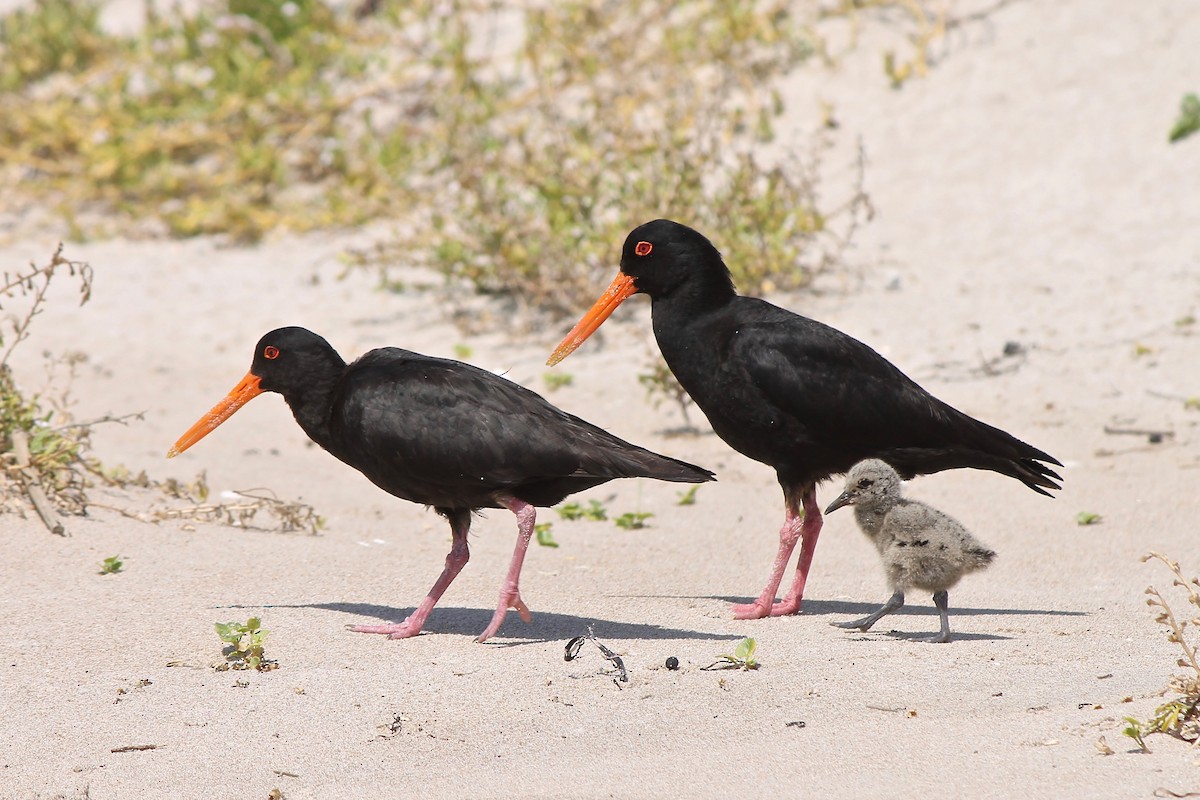 Variable Oystercatcher - Michael Warner