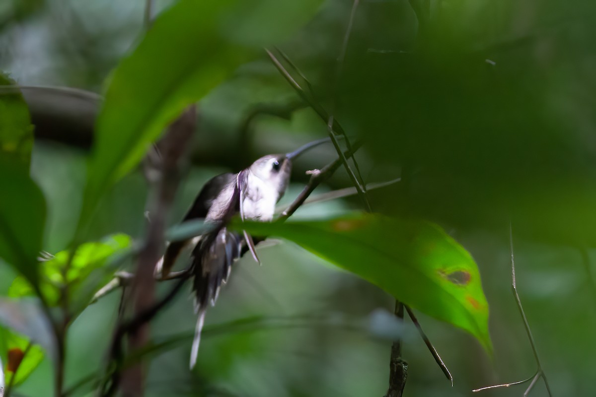 kolibřík dlouhozobý [skupina moorei] - ML392744671