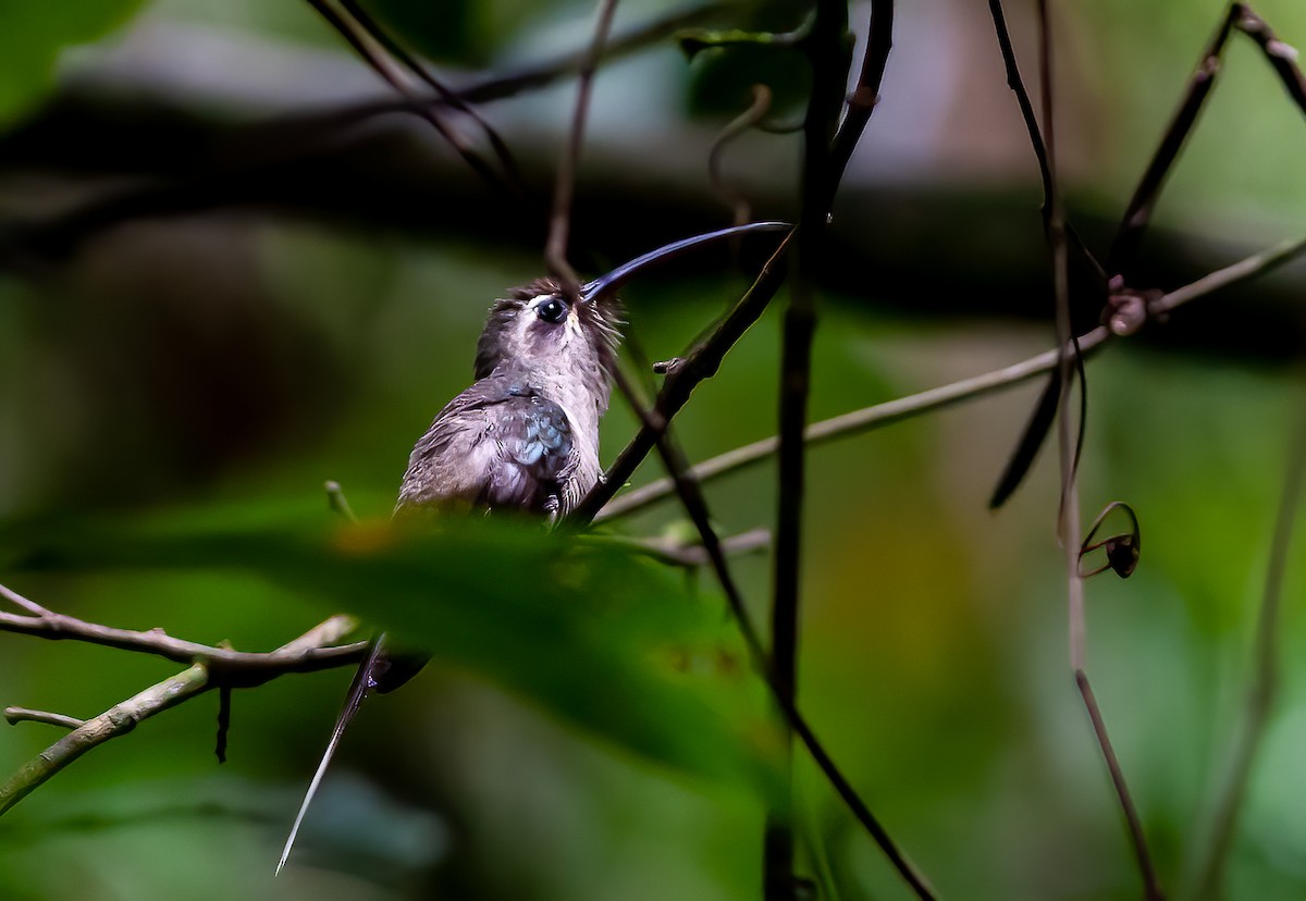 kolibřík dlouhozobý [skupina moorei] - ML392744691