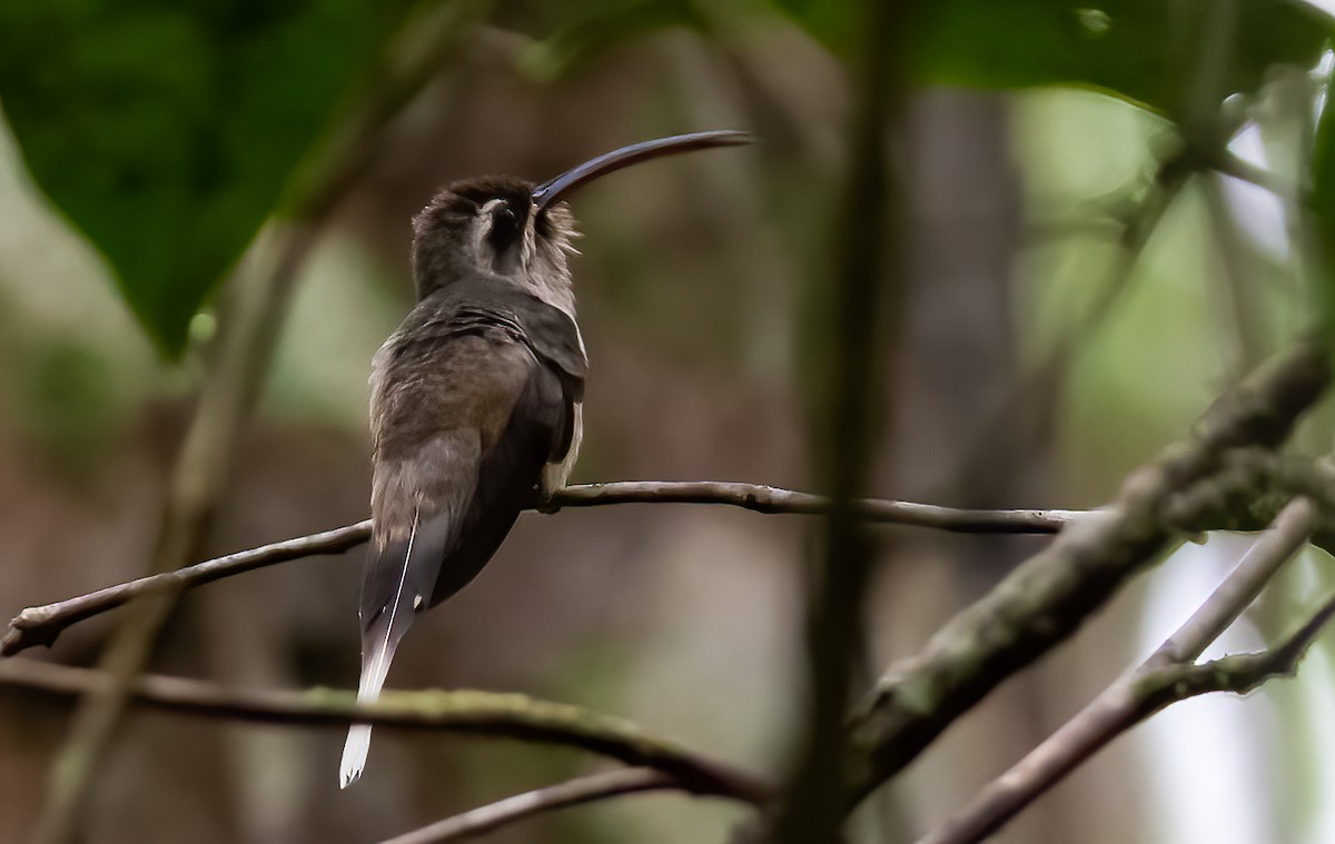 kolibřík dlouhozobý [skupina moorei] - ML392744731