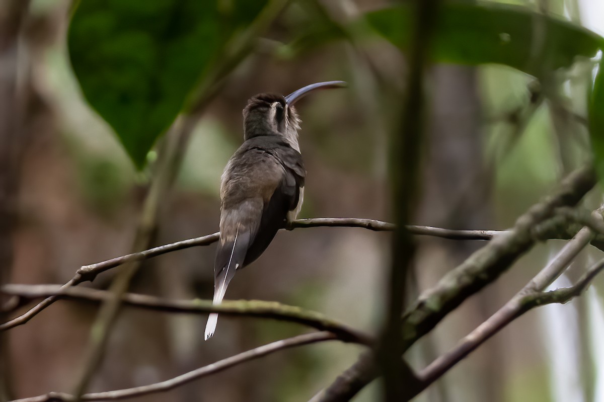 kolibřík dlouhozobý [skupina moorei] - ML392744771