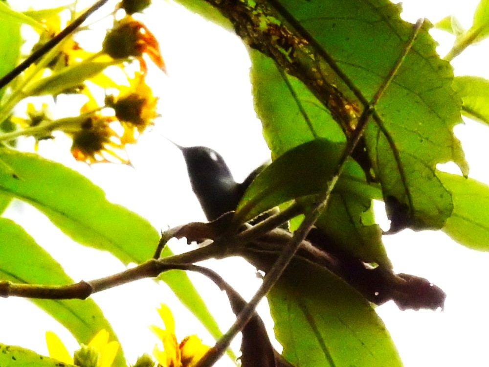 Violet-headed Hummingbird - Fernando Nunes