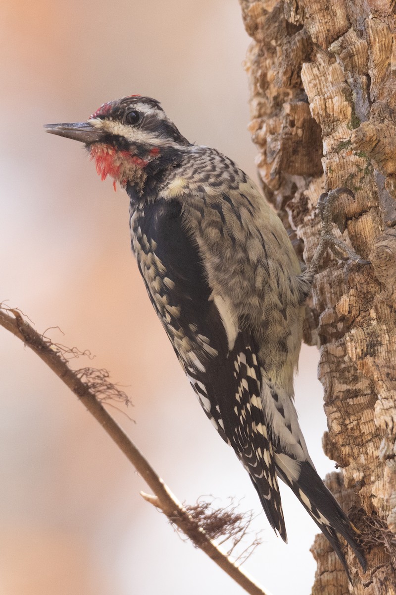 Yellow-bellied Sapsucker - ML392746891