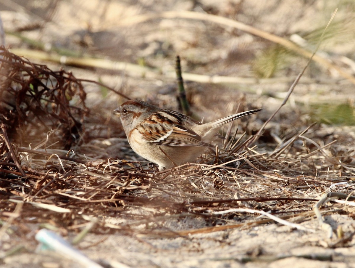 American Tree Sparrow - ML392748161