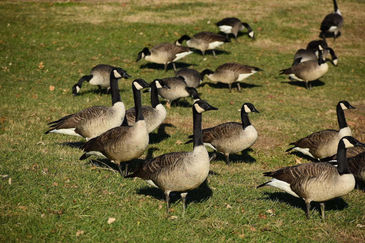 Canada Goose - ML392748541