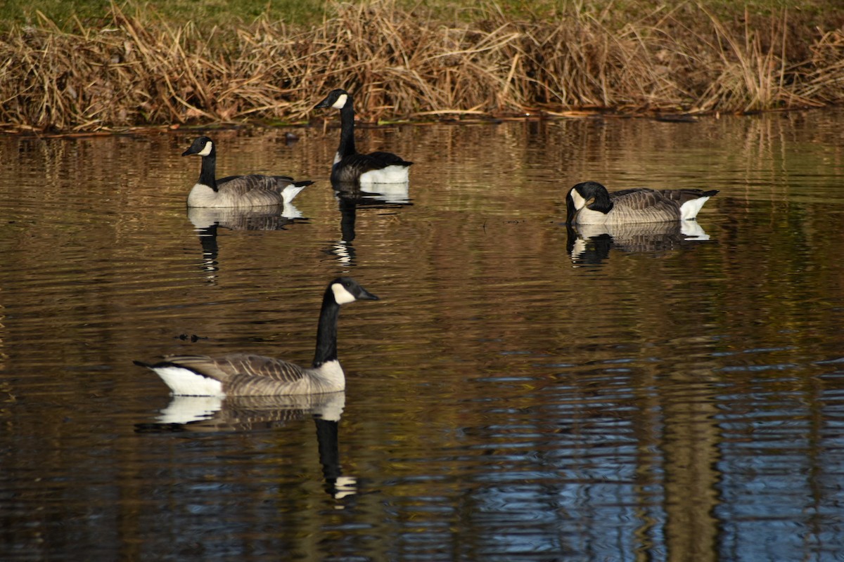 Canada Goose - ML392748601