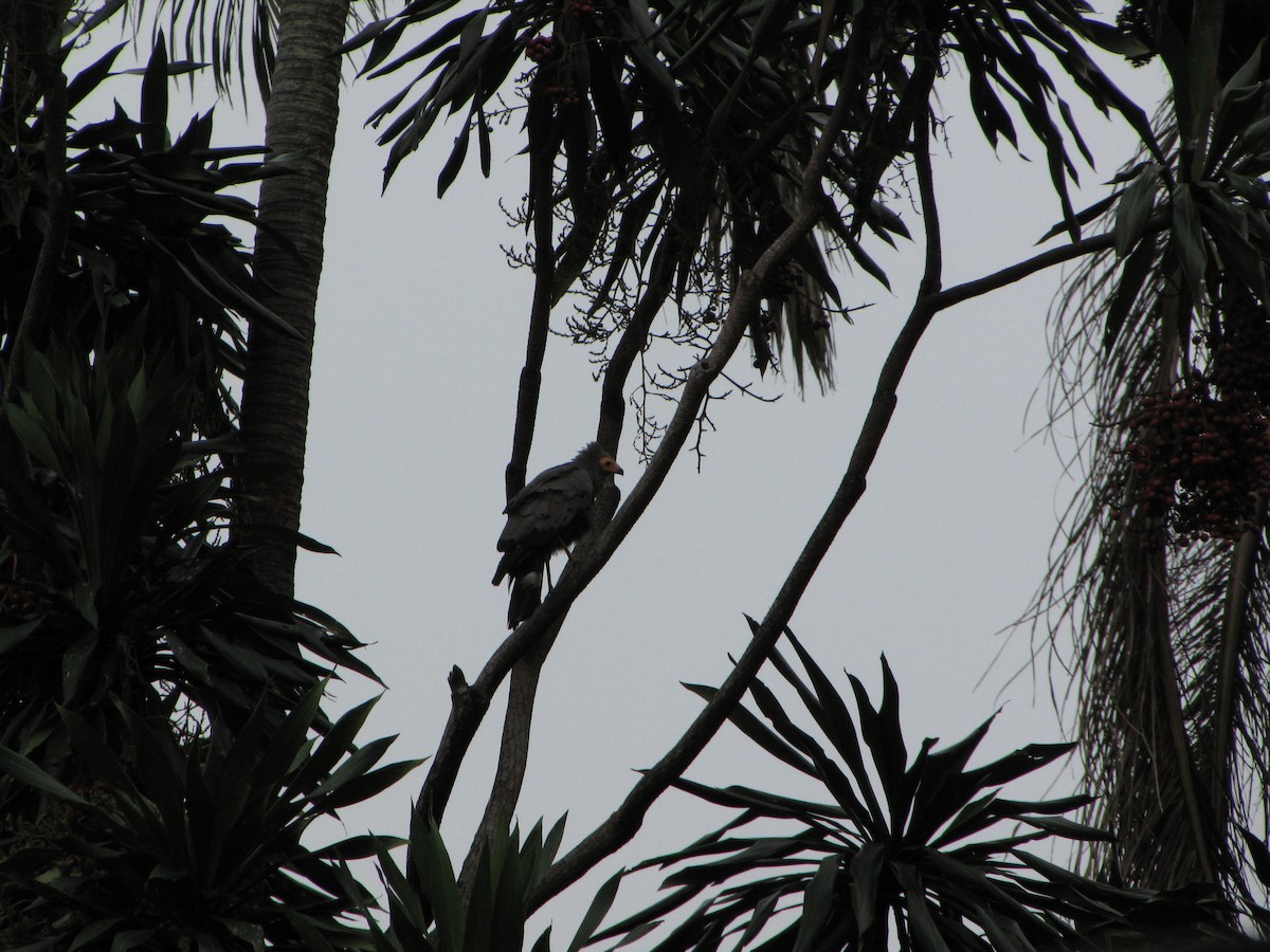 African Harrier-Hawk - ML39274881