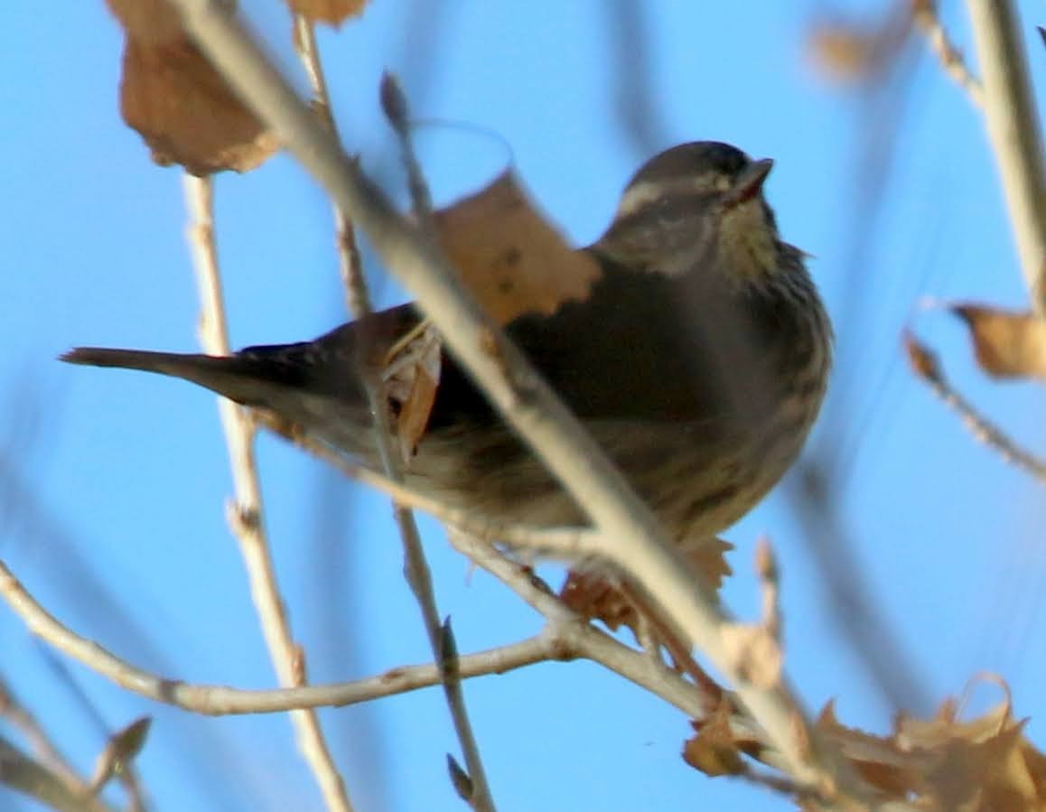 Northern Waterthrush - ML392749021