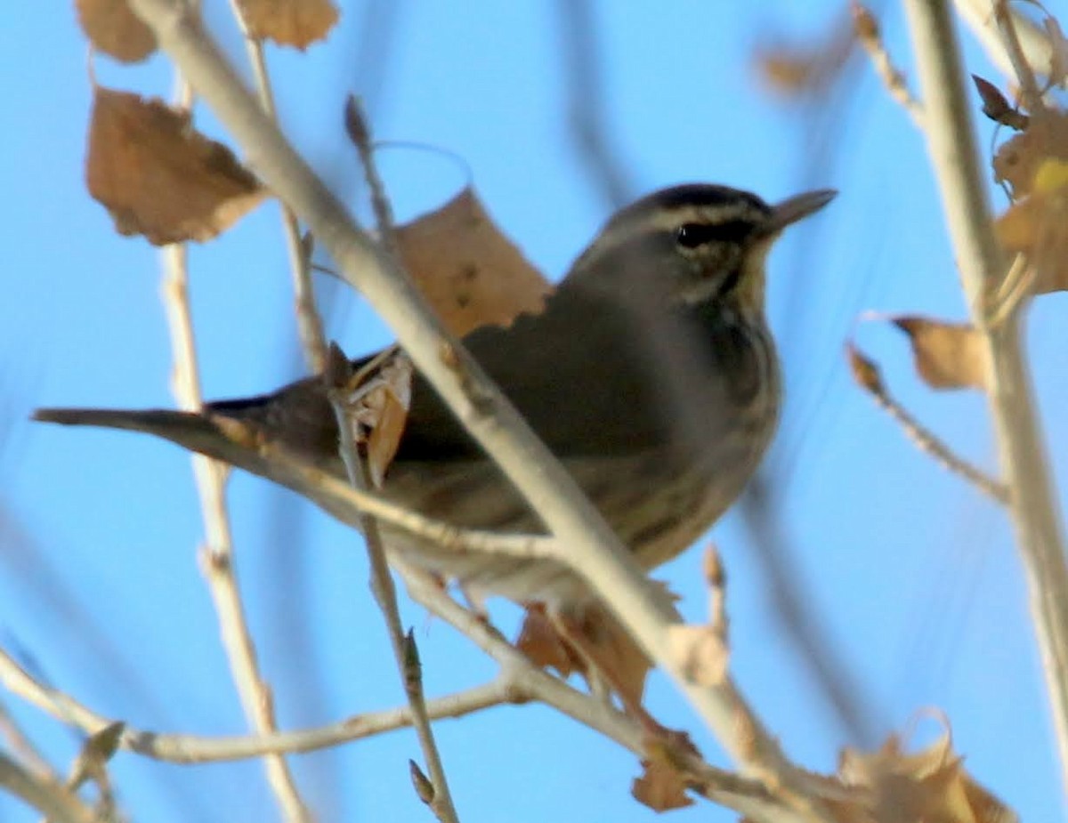 Northern Waterthrush - ML392749341