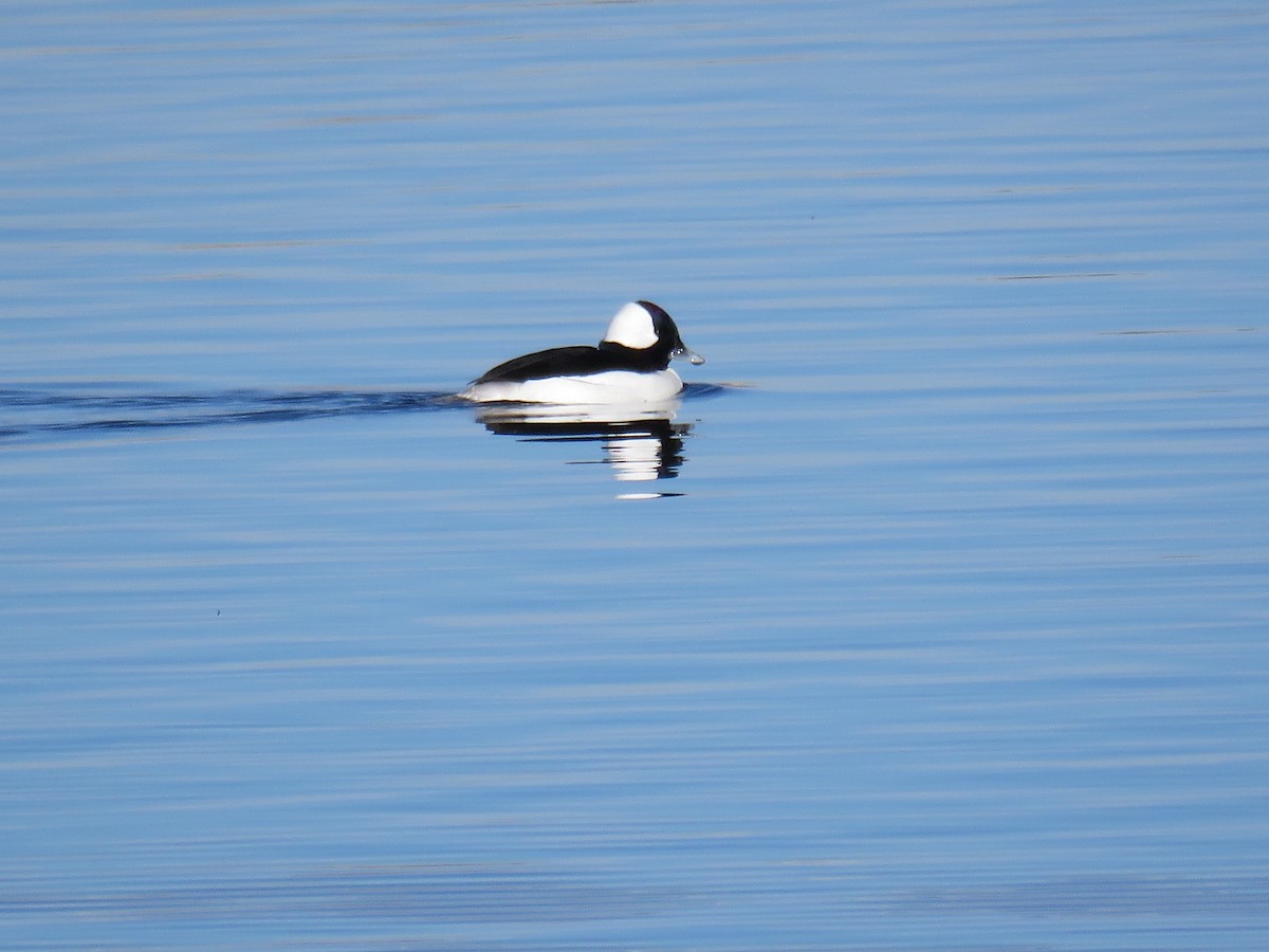 Bufflehead - ML392749431