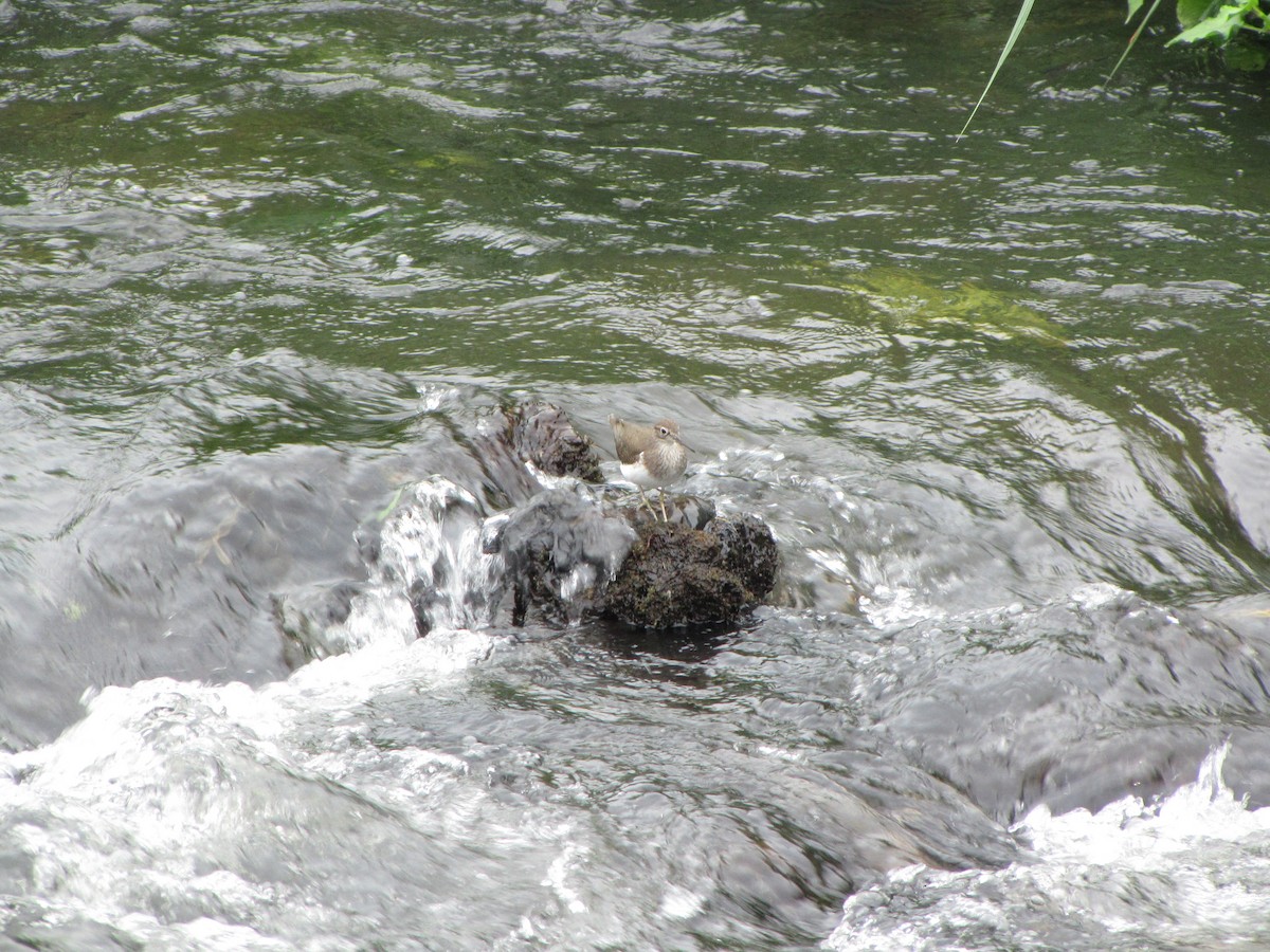 Common Sandpiper - ML39274971