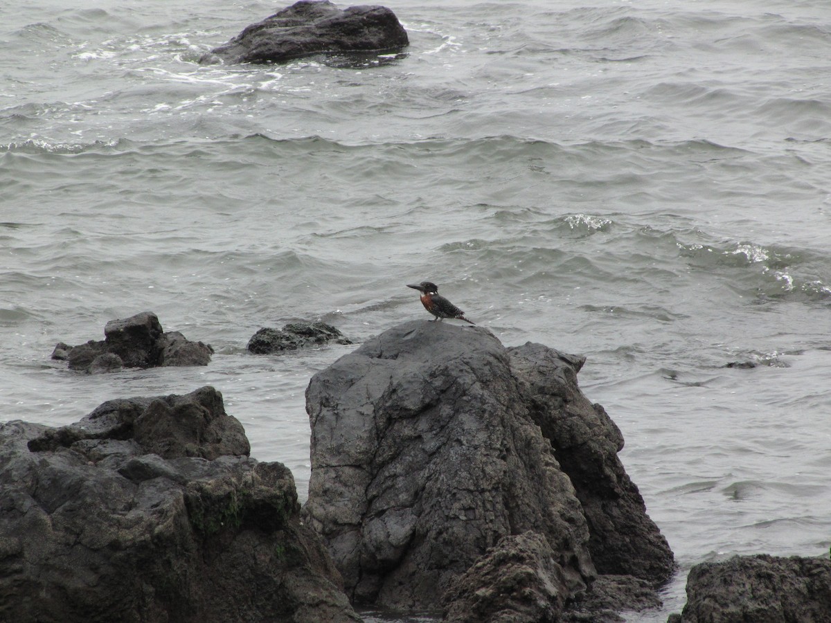 Giant Kingfisher - ML39275061