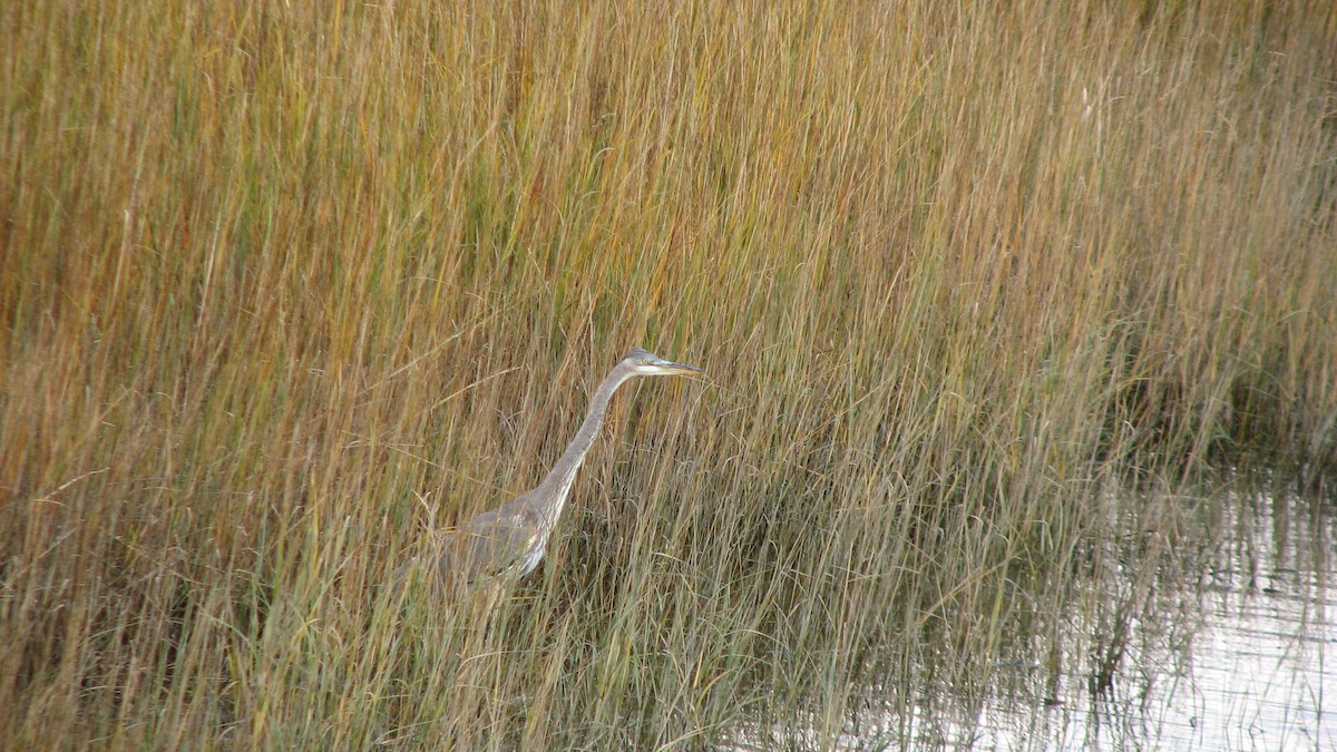 Great Blue Heron - Luis Mendes