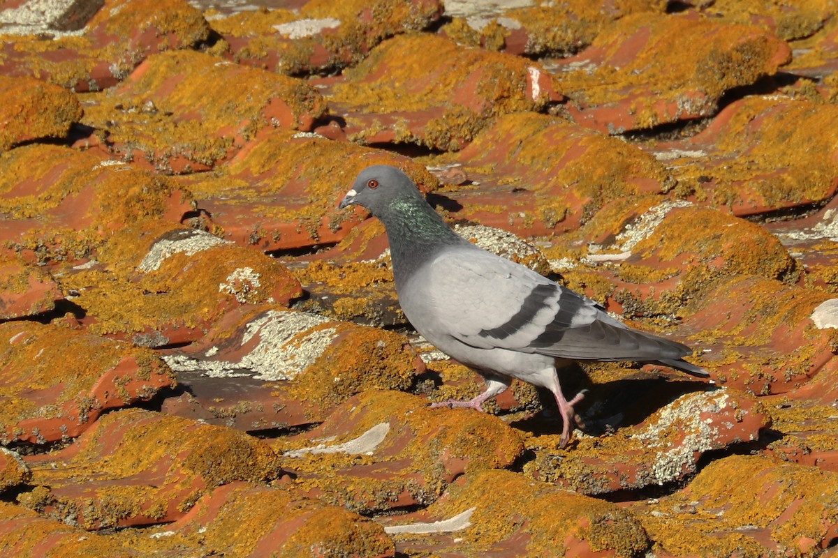 Rock Pigeon (Feral Pigeon) - Francisco Barroqueiro