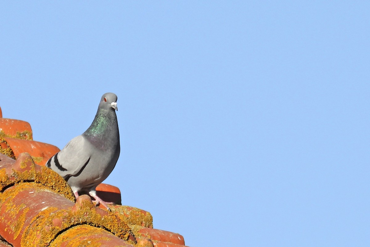 Rock Pigeon (Feral Pigeon) - Francisco Barroqueiro