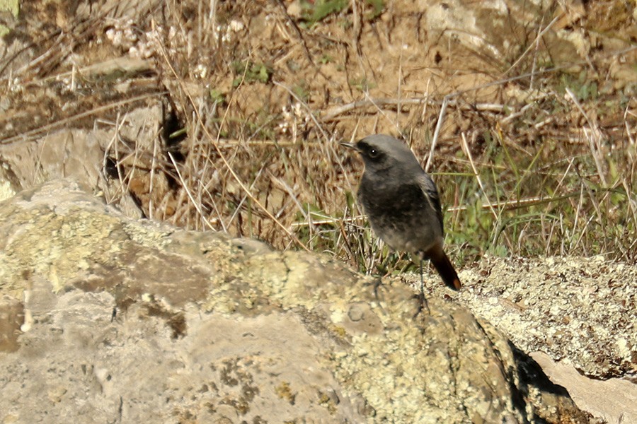 Black Redstart - ML392755401