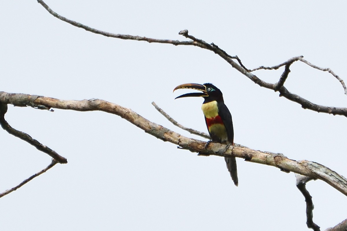 Chestnut-eared Aracari - ML392755581