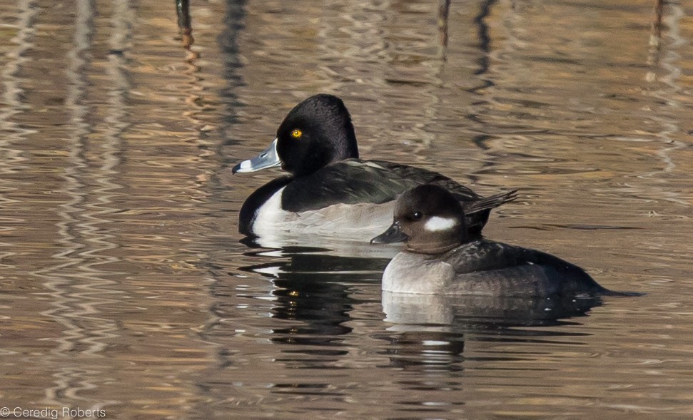 Ring-necked Duck - Ceredig  Roberts