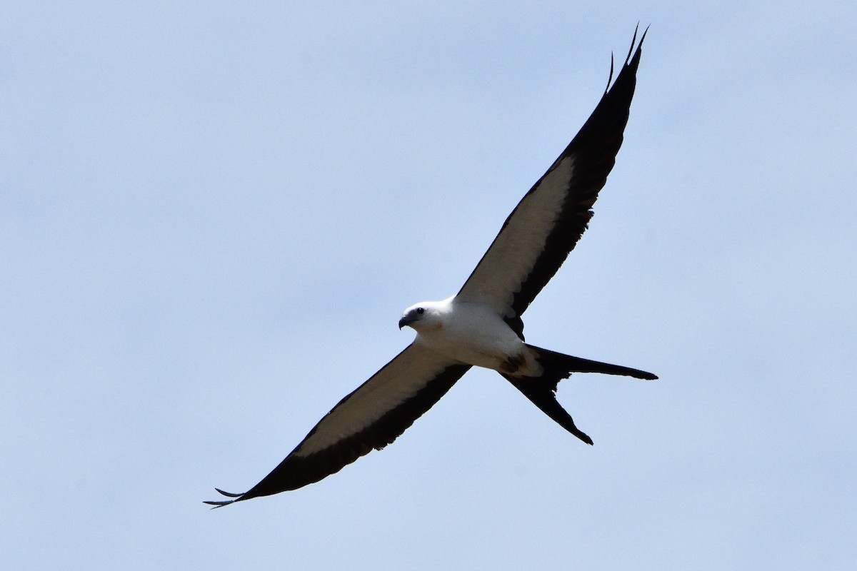 Swallow-tailed Kite - ML392757181