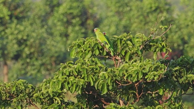 Amazona Frentialba - ML392757191