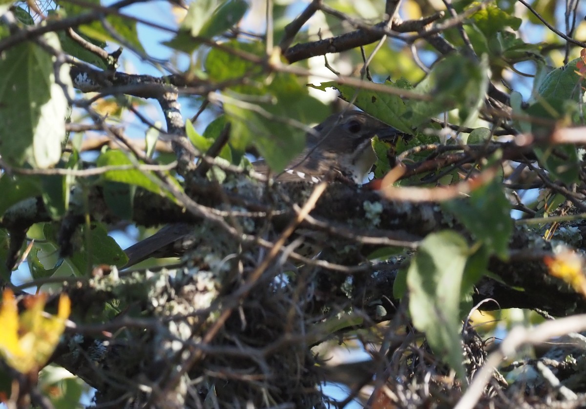 Ocellated Thrasher - ML392757611