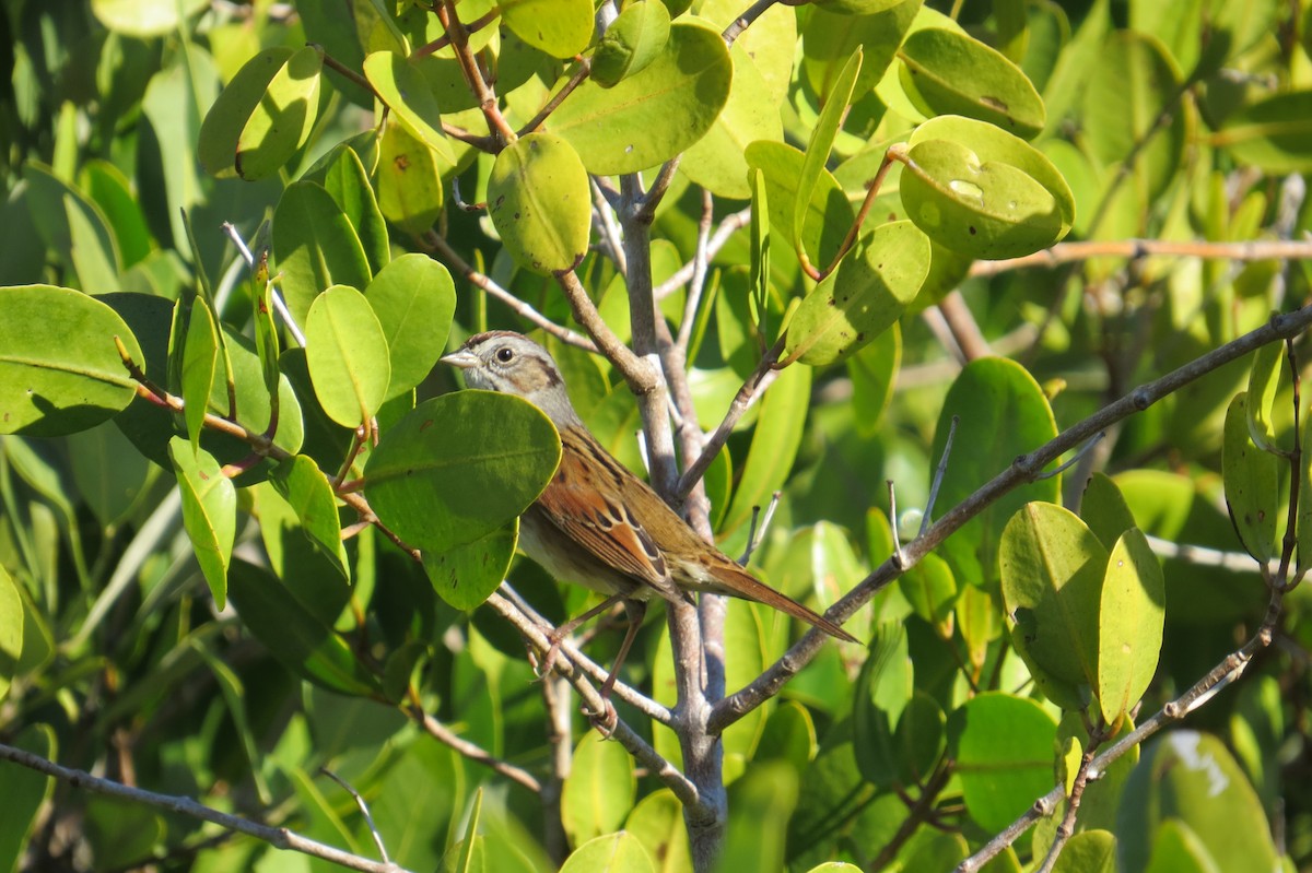 Swamp Sparrow - ML392757681