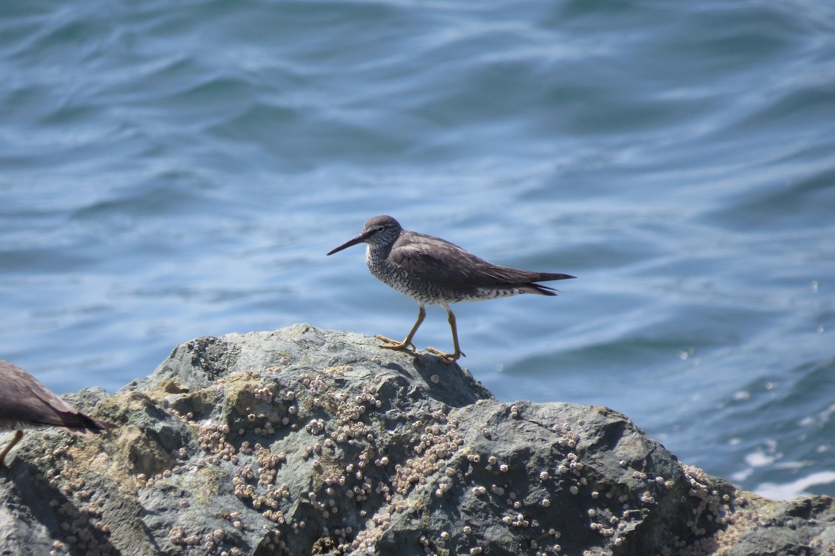 Wandering Tattler - Ken Chamberlain