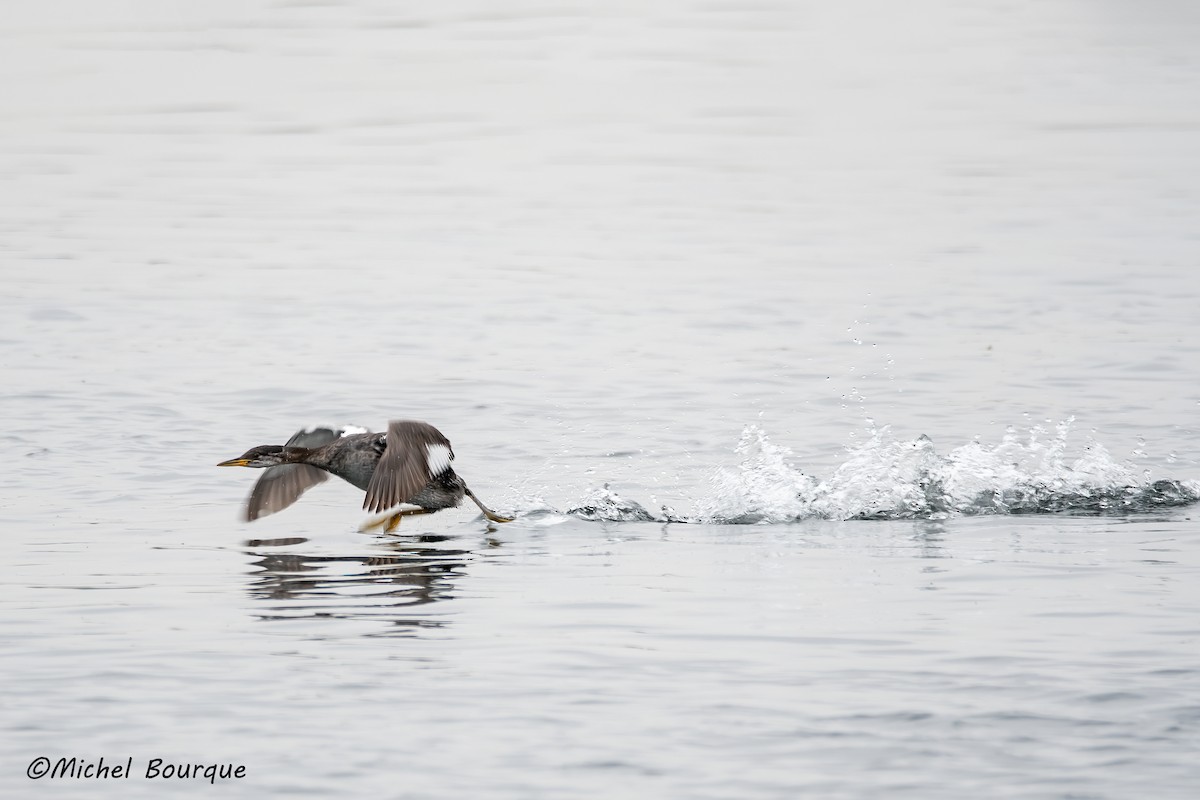 Red-necked Grebe - ML392758911