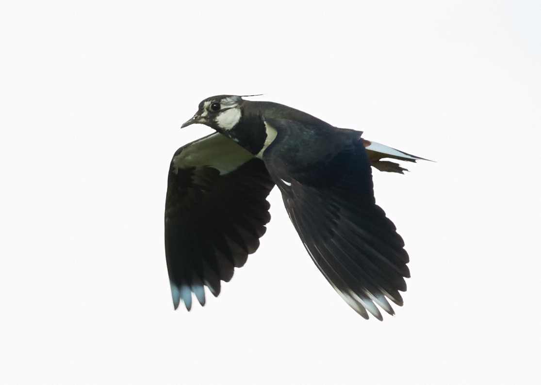 Northern Lapwing - ML39275991