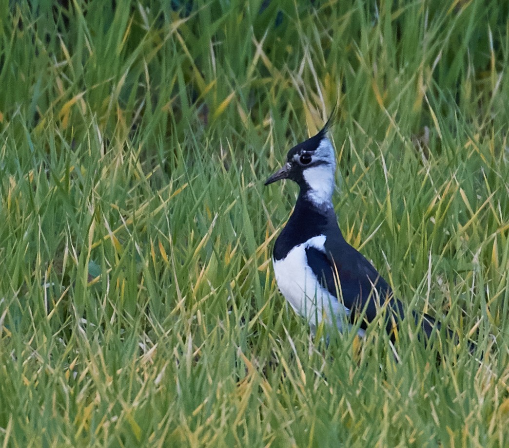 Northern Lapwing - Brooke Miller