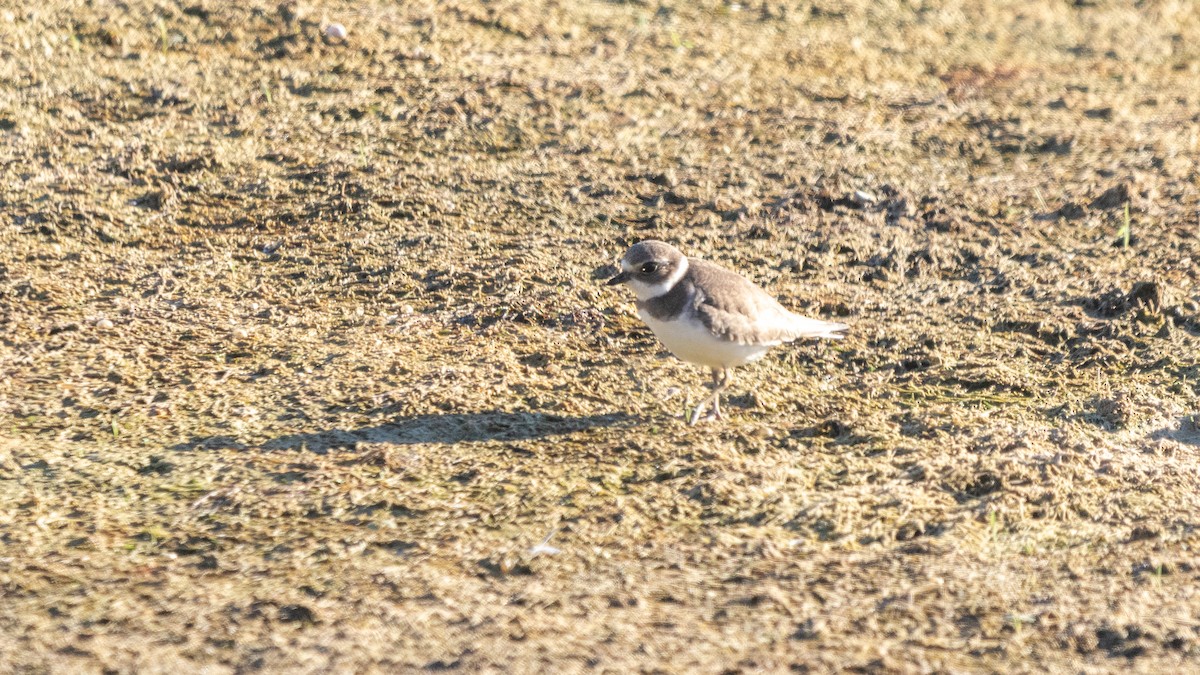 Semipalmated Plover - ML392760721