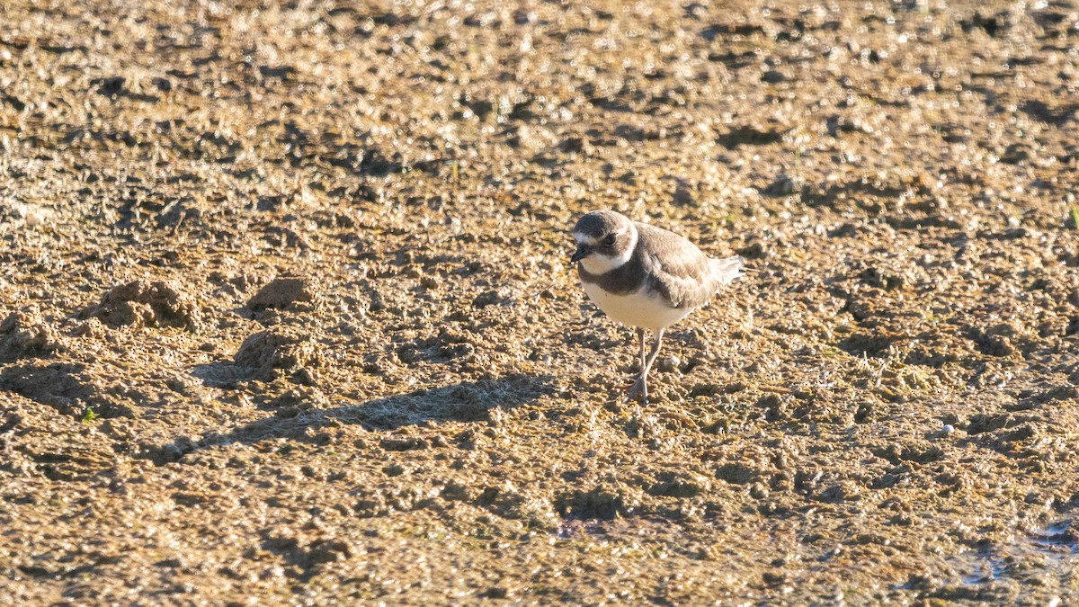 Semipalmated Plover - ML392760731